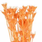 Nigella orientale szárított barack