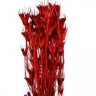 Nigella orientale szárított barna