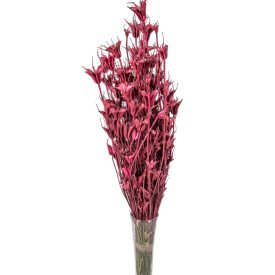 Nigella orientale szárított bordó