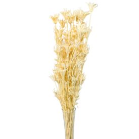 Nigella orientale szárított fehérített