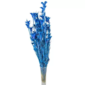 Nigella orientale szárított kék