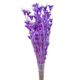 Nigella orientale szárított lila