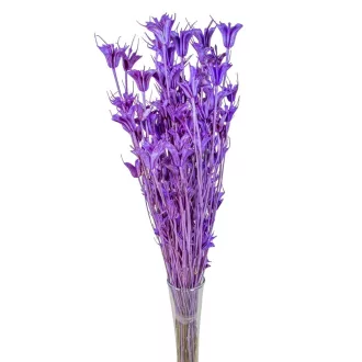 Nigella orientale szárított lila