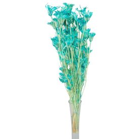 Nigella orientale szárított menta