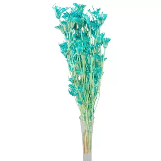 Nigella orientale szárított menta