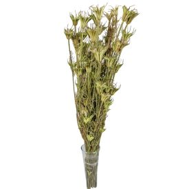 Nigella orientale szárított natúr