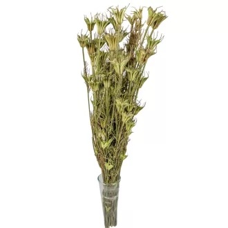 Nigella orientale szárított natúr