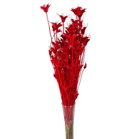 Nigella orientale szárított piros