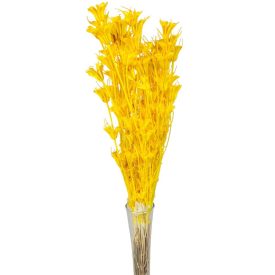 Nigella orientale szárított sárga