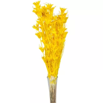 Nigella orientale szárított sárga