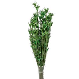 Nigella orientale szárított sötétzöld