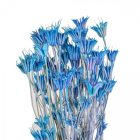 Nigella orientale szárított világoskék