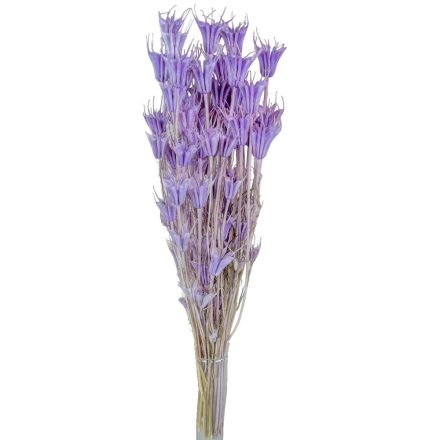 Nigella orientale szárított világos lila