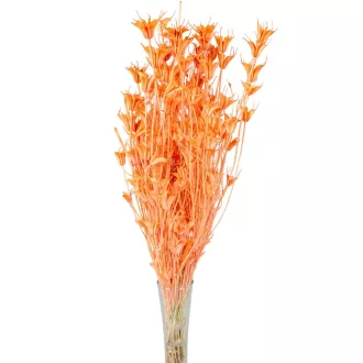 Nigella orientale szárított világosnarancs