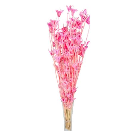 Nigella orientale szárított világos rózsaszín