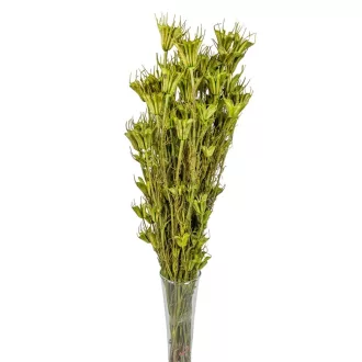 Nigella orientale szárított világoszöld