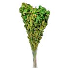 Sáfrány sötétzöld