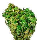 Sáfrány sötétzöld